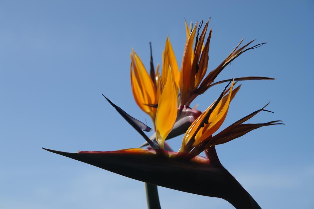 Quinta Sao Goncalo Villa Funchal  Exteriör bild